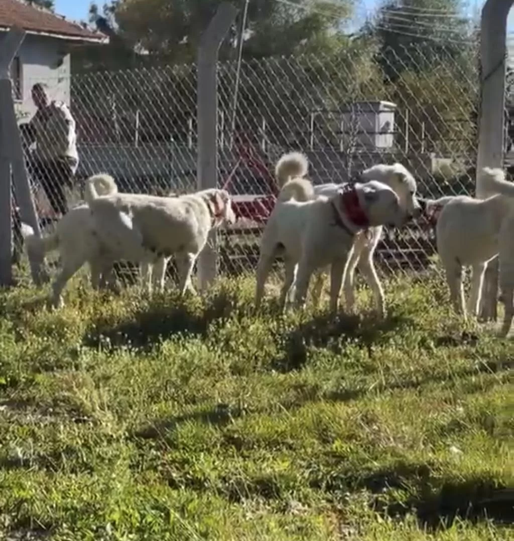A Kalite Akbaşlar Sürü Köpeklerimiz