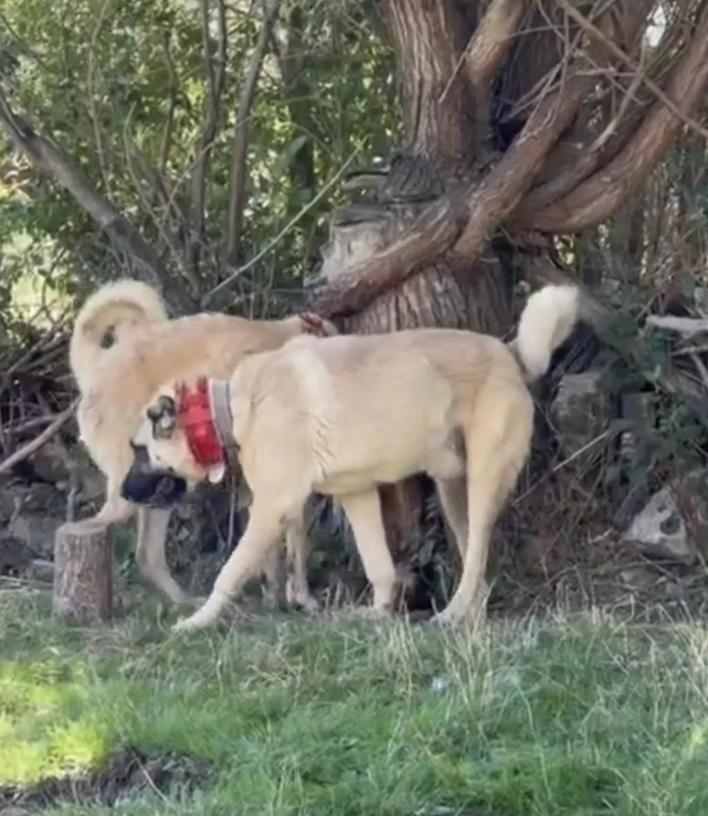 Domuza Kurda Garantili Sürü Köpekleri