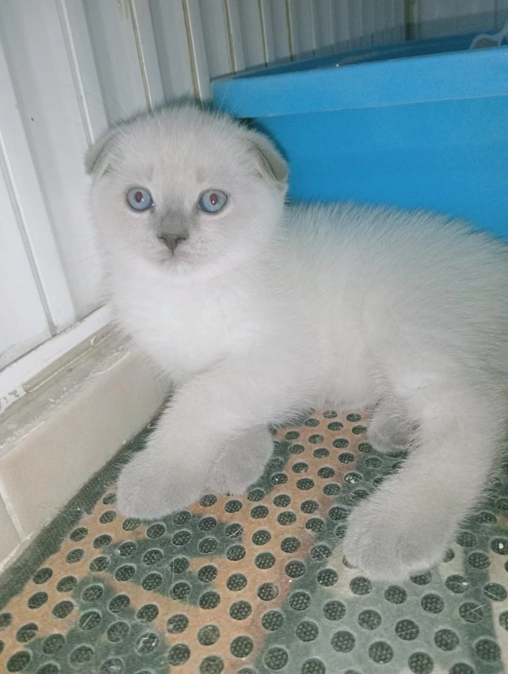 Mavi Gözlü Blue Point Yavrular