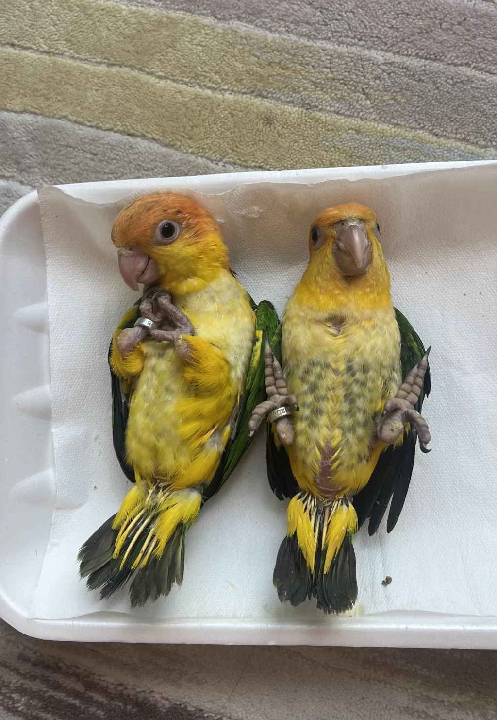 Caique El Besleme Bebekleri