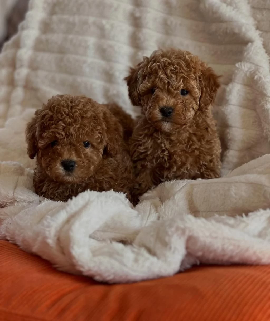 Sevimli Toy Poodle Yavrular | Mikroçip & Pasaport