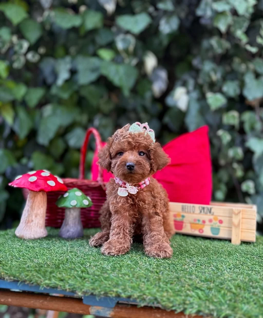 Safkan Toy Poodle Yavrularımız