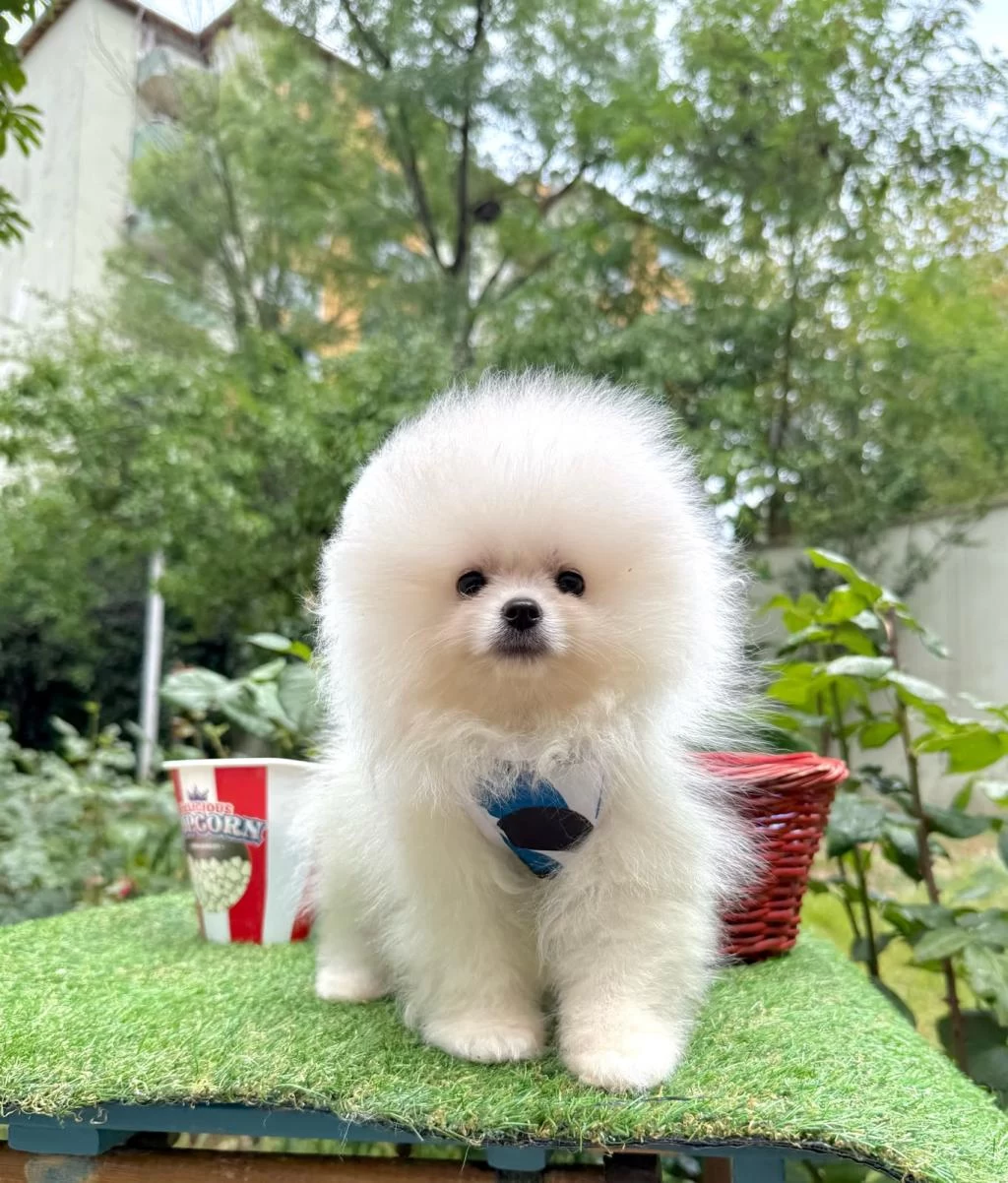 Safkan Pomeranian Boo Yavrularımız