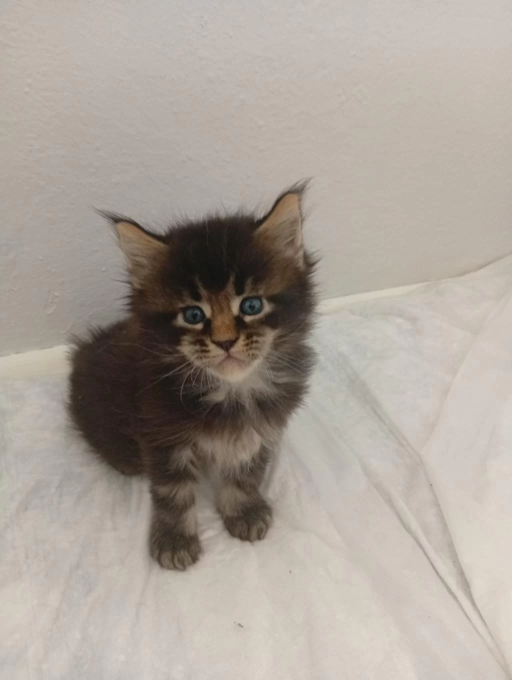 Xxl Boy Maine Coon Yavruları