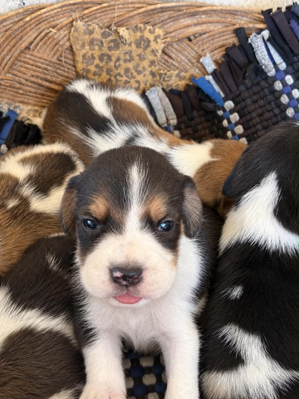 İrk Ve Sağlık Garantili Beagle Yavrular