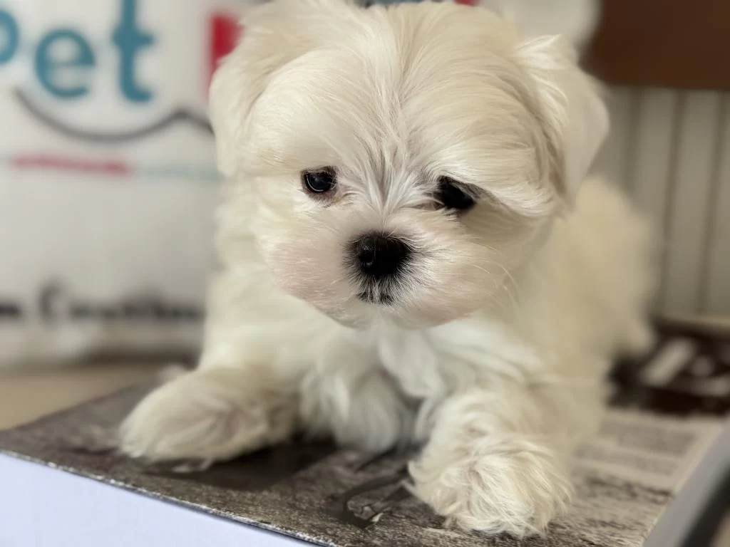 Petmode Köpek Çiftliğinden Tea Cup Kore Maltese
