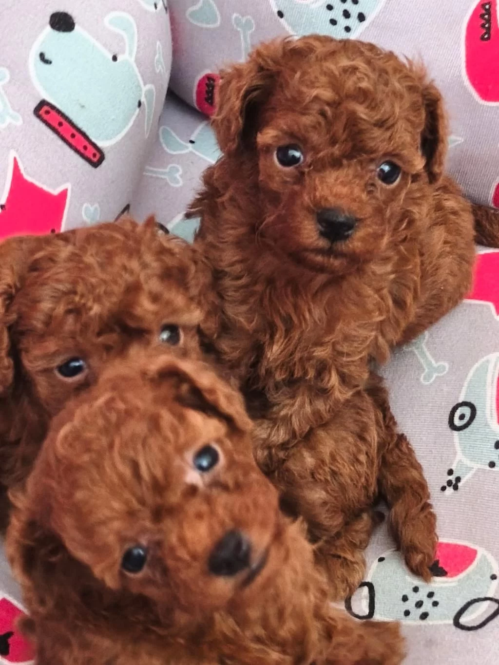 Ruhsatli Köpek Çiftliğinden Mikro Çipli Toy Poodle