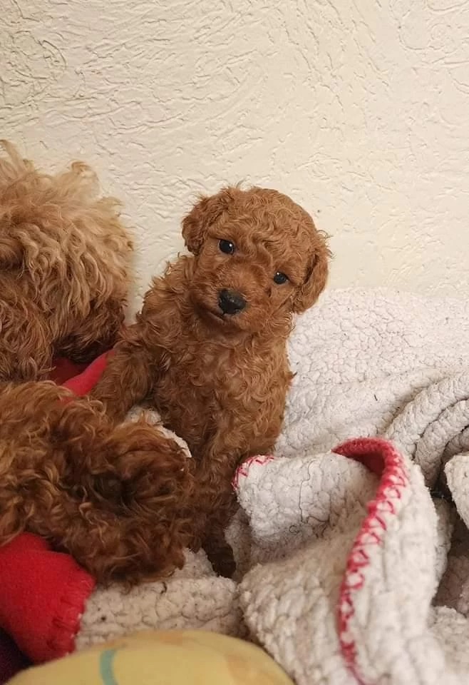 Toy Poodle Minik Köpekler