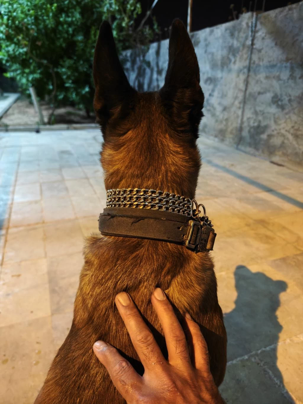 Malinois Belçika Kurdu