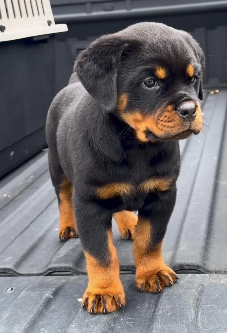 A Kalite Rottweiler Yavrulari