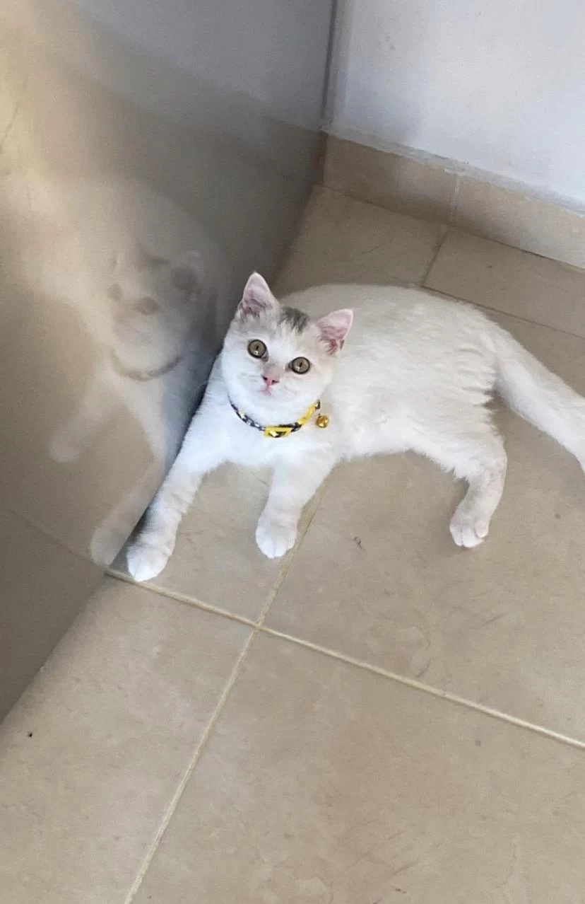 Tatlı British Shorthair Arkadaşım
