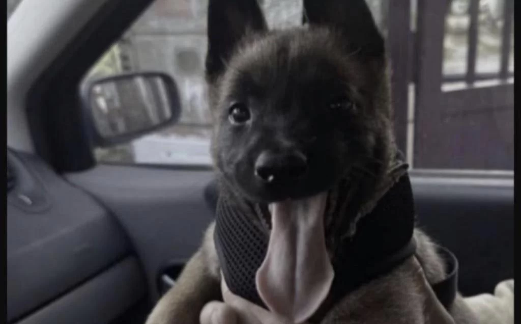 Belçika Kurdu Köpeği