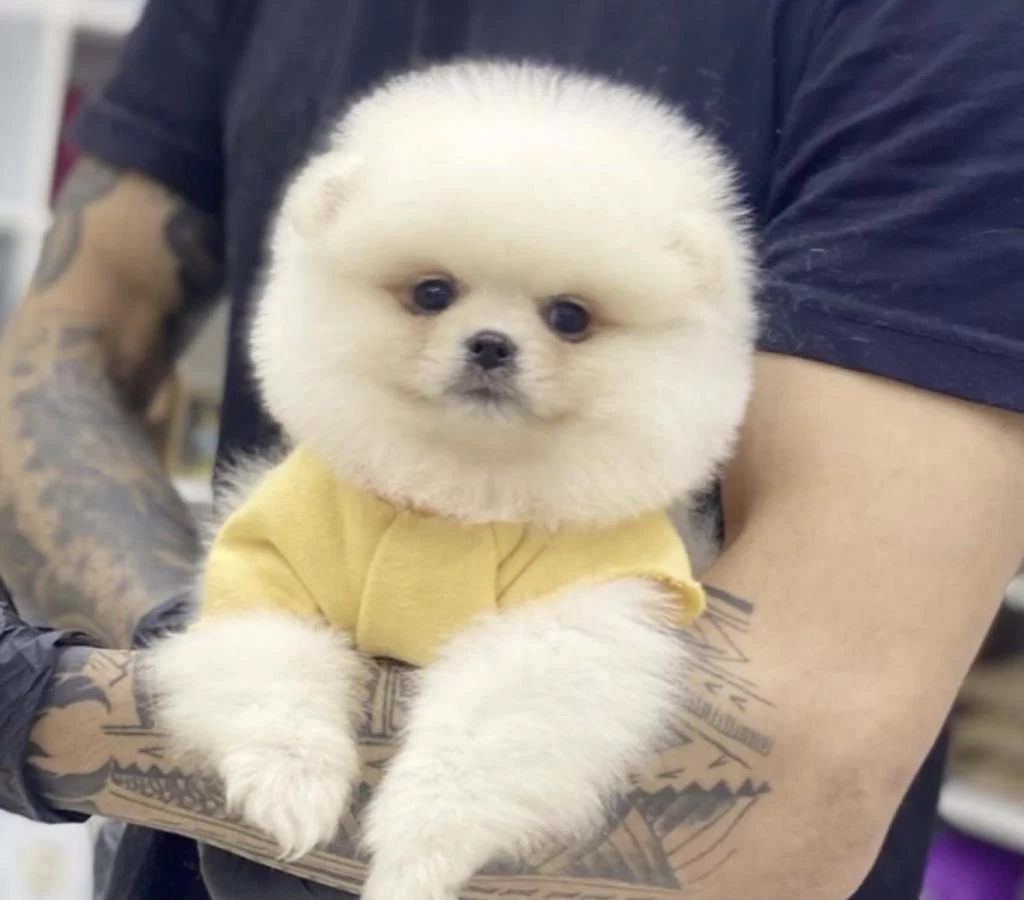 Pomeranian Boo Köpekleri İçin Ulaşin