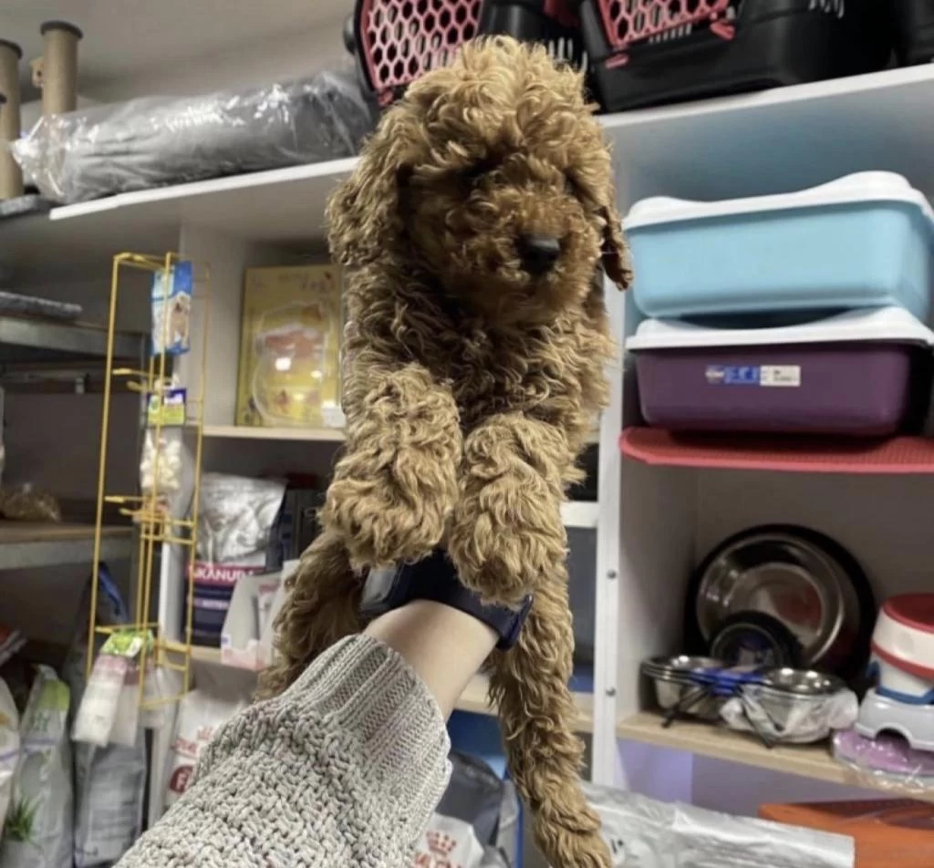 Sağlıklı Toy Poodle Köpekler