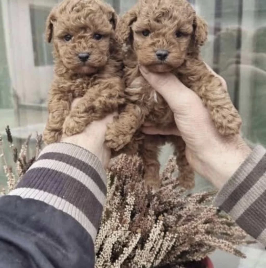 Toy Poodle Bakimli Köpeğimiz
