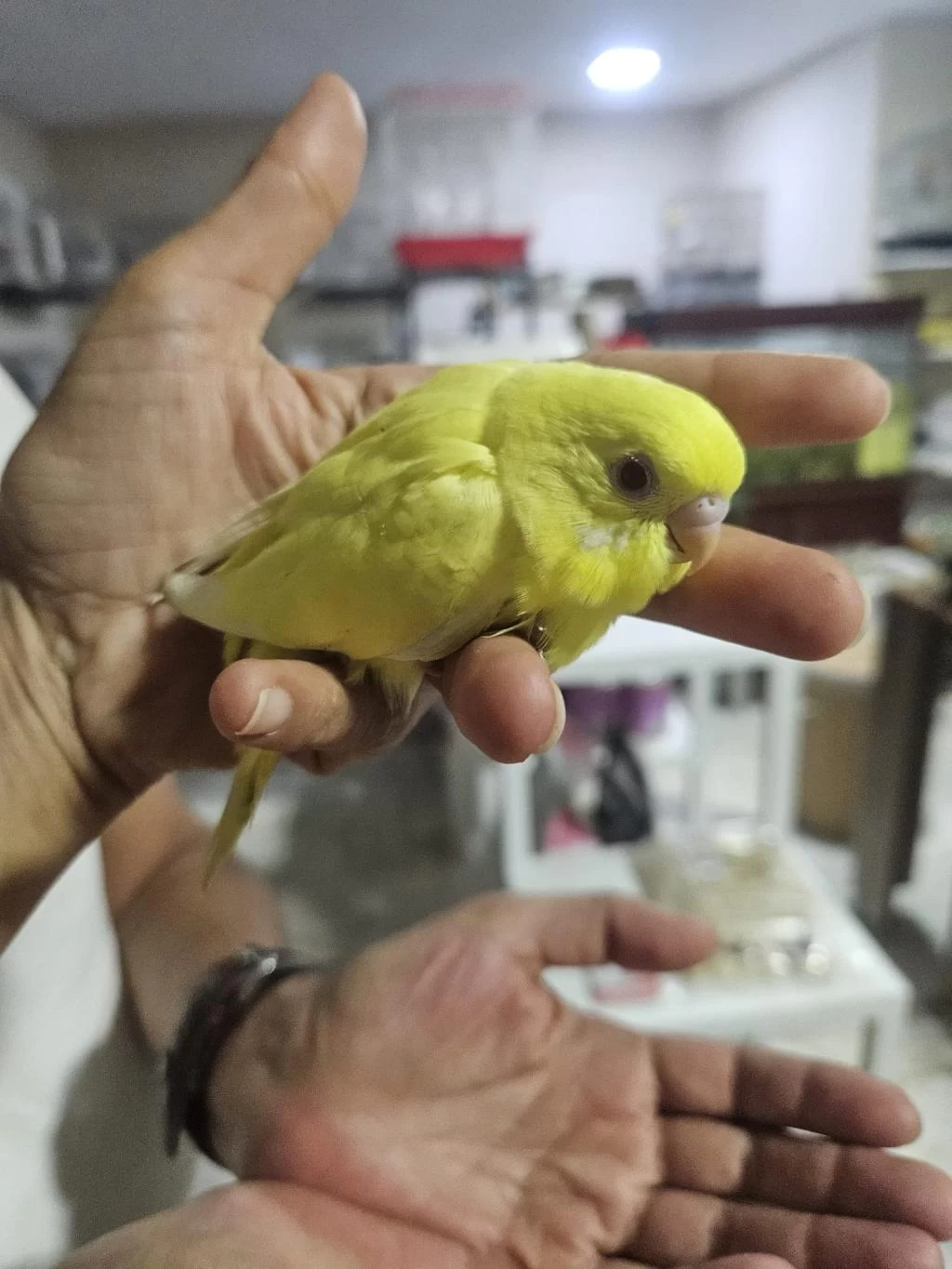Yuvadan Çikan Yeni Muhabbet Kuşu Yavrular
