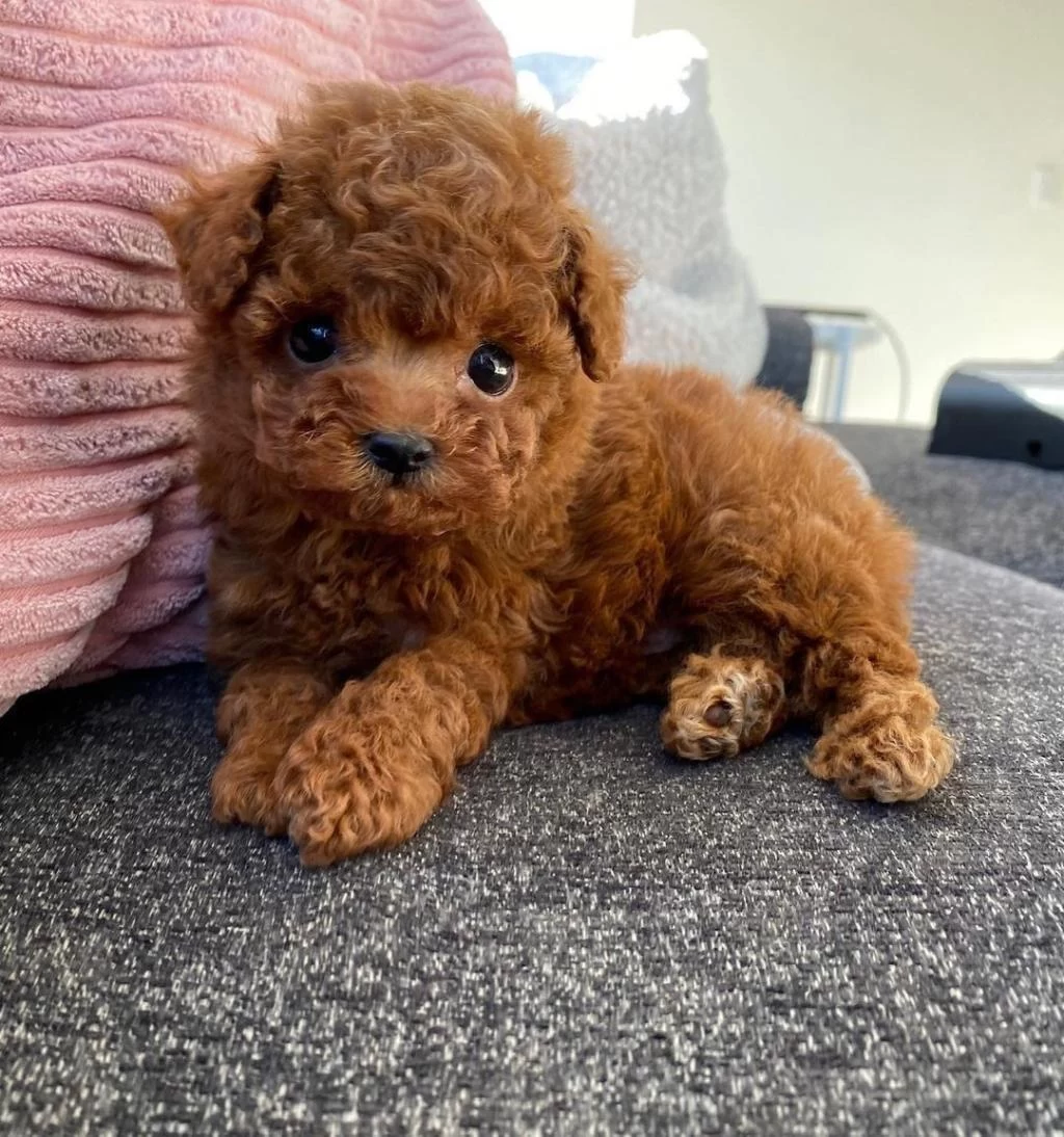 İrk Garntili Toy Poodle