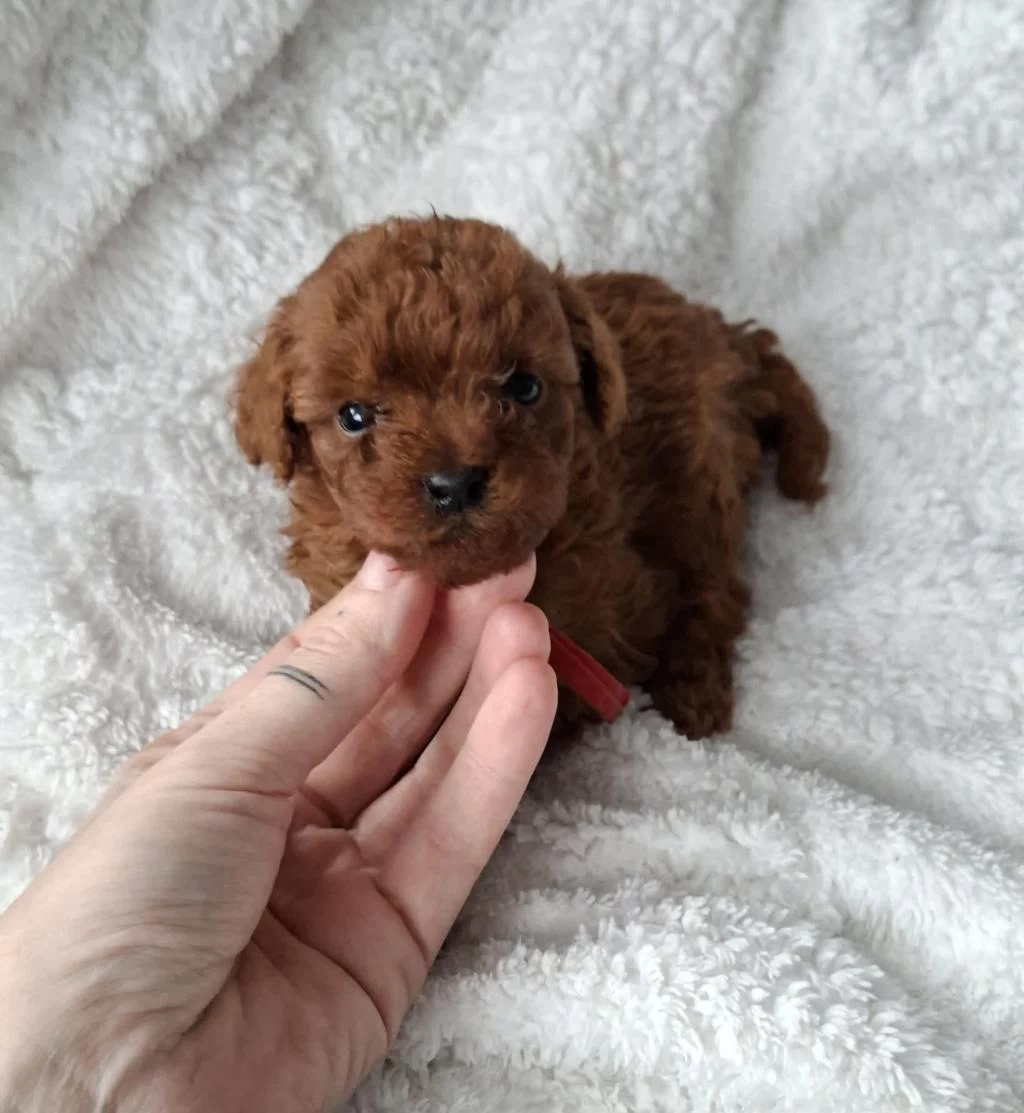 Toy Poodle Yavrular Mikroçiplii Pasaportlu