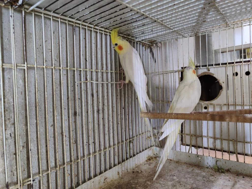 Uygun Yollu Sultan Papağanı Takımları Veriyorum