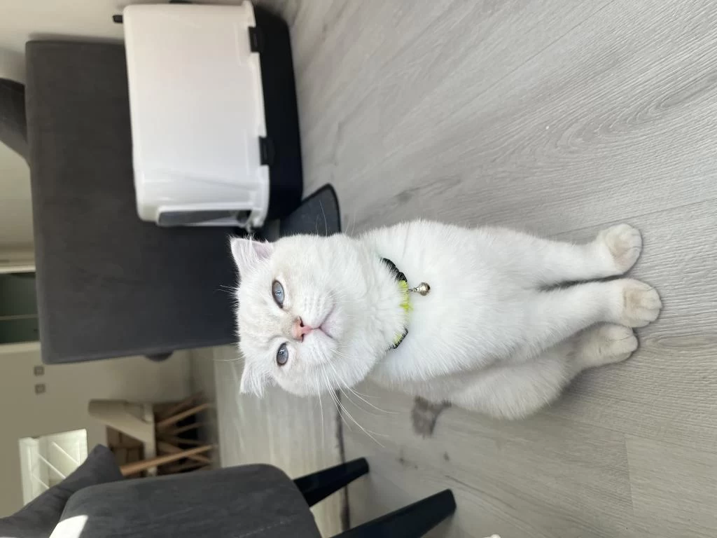 7 Aylık Blue Point Scottish Fold Yeni Yuvasını Arıyor