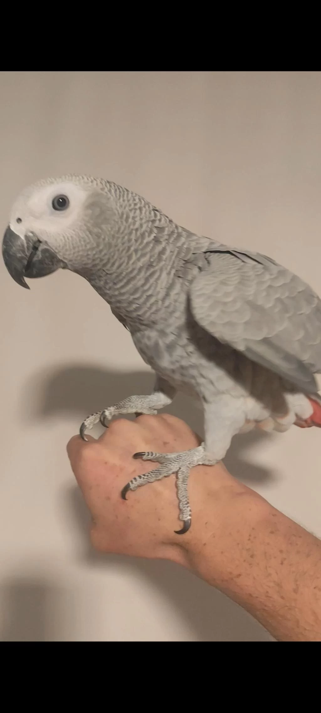 5 Aylik Red Faktör Jako Papağani
