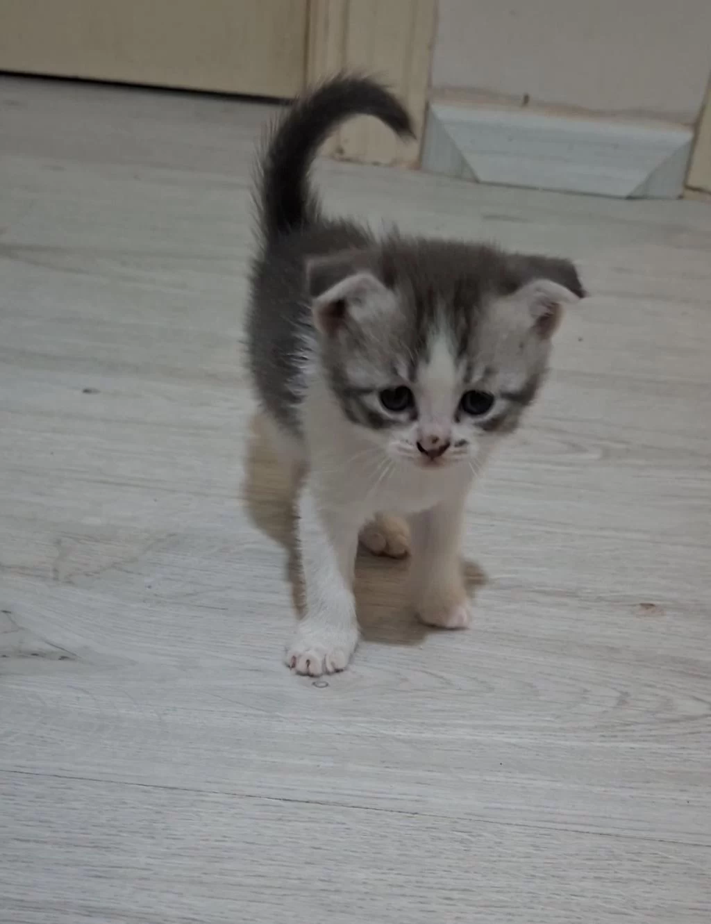 Sevimli Scottish Fold Yavrusu