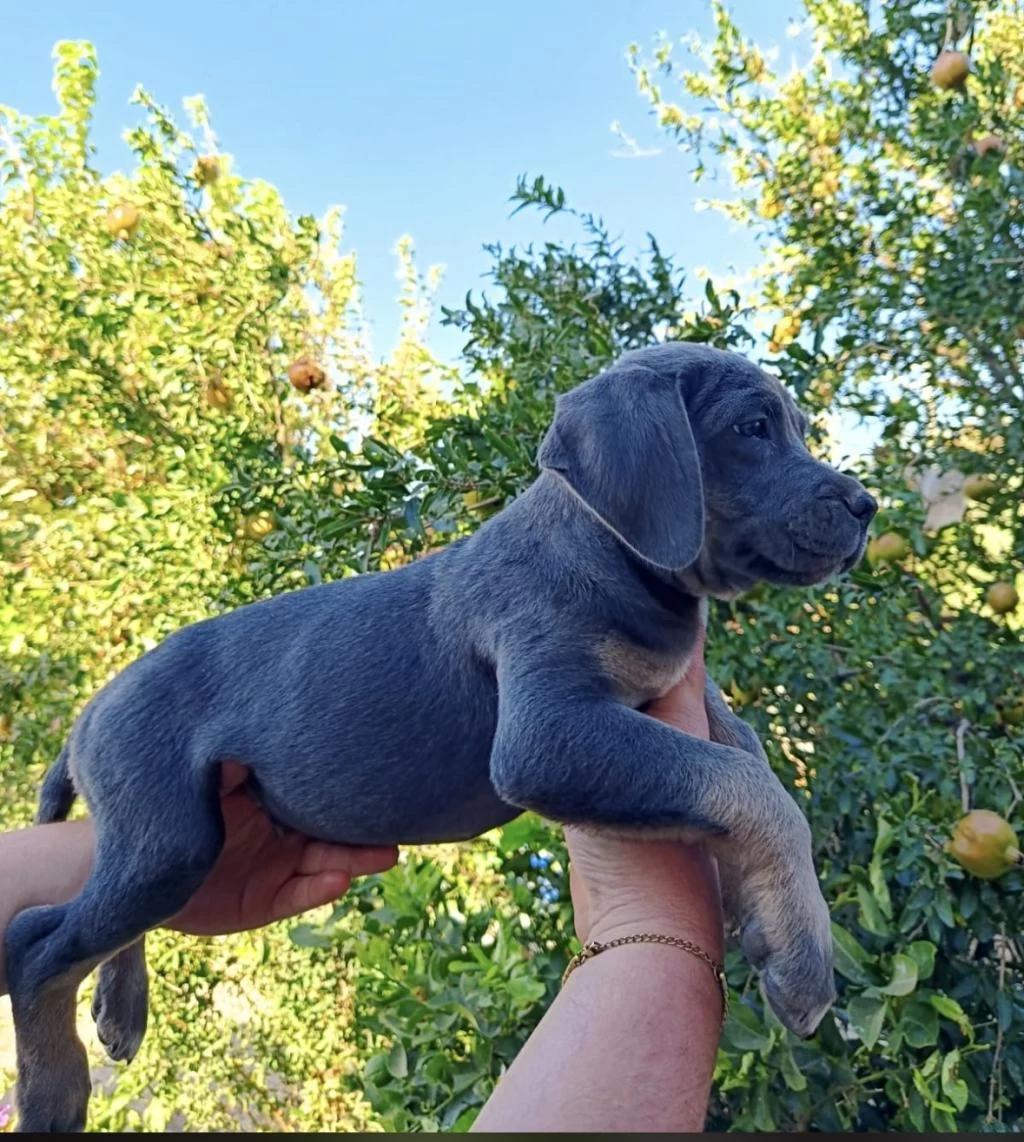 Cane Corso Yavrular İrk Sağlık Garantili
