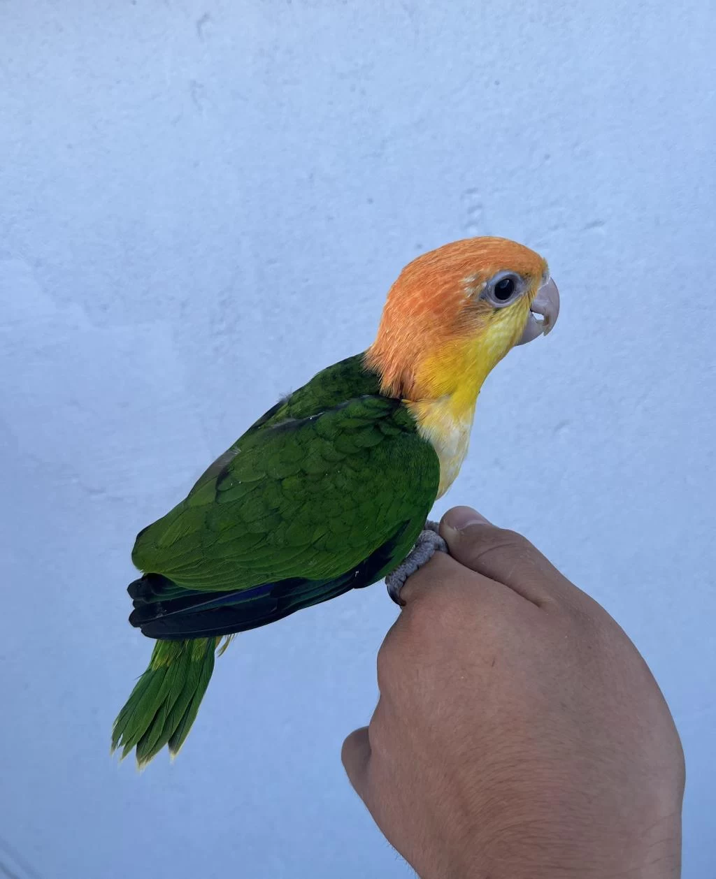 Ful Portakal Bebek Caique 50 Günlük