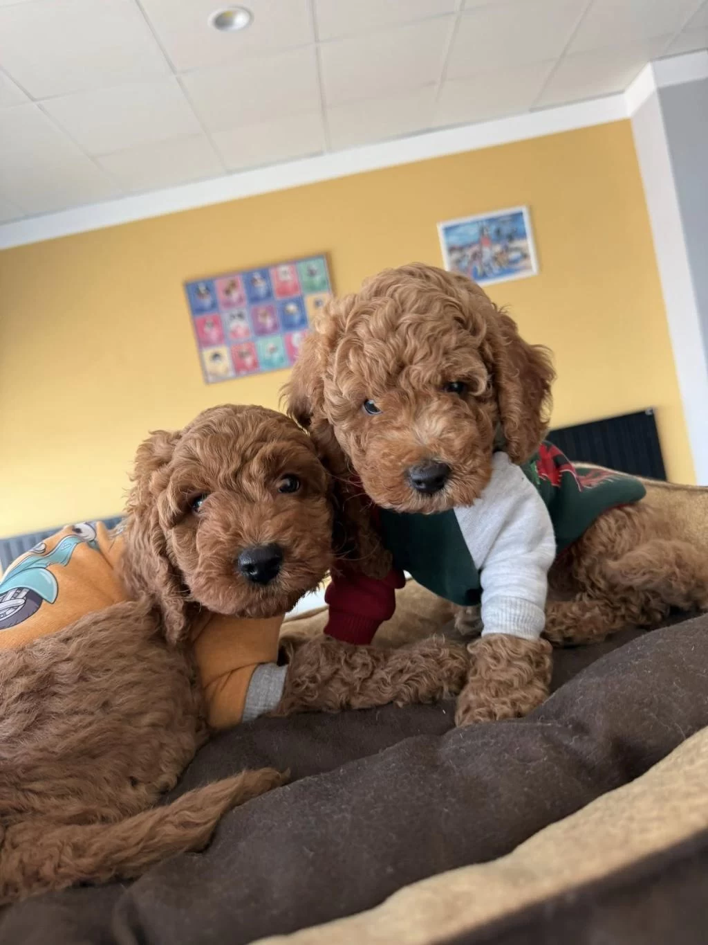 Toy Poodle Yavrular Her İle Ayni Gün Gönderilir