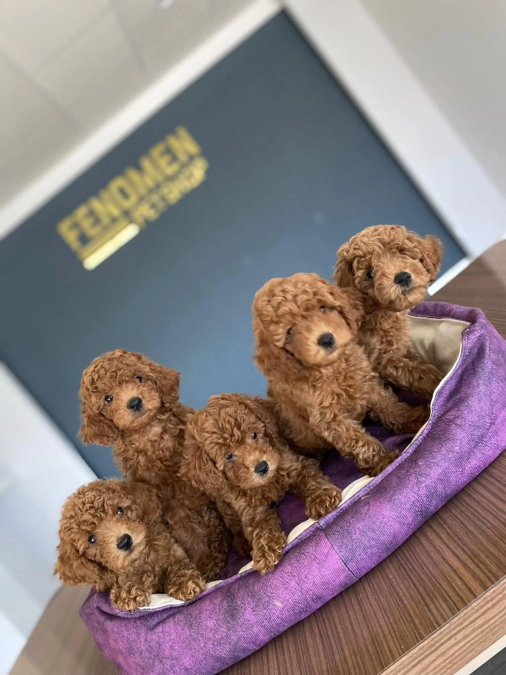 Show Kalite Toy Poodle Yavrular Ankara