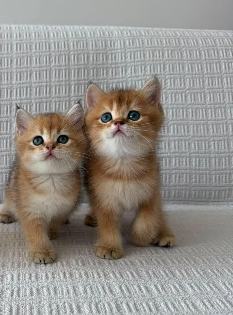 Yasal Ruhsatlı Çiftlikden Golden British Shorthair