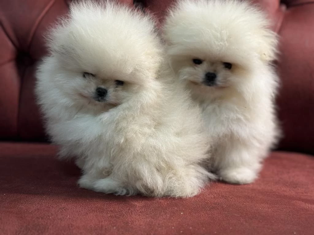 Petmode Köpek Çiftliğinden Teddy Pomeranian
