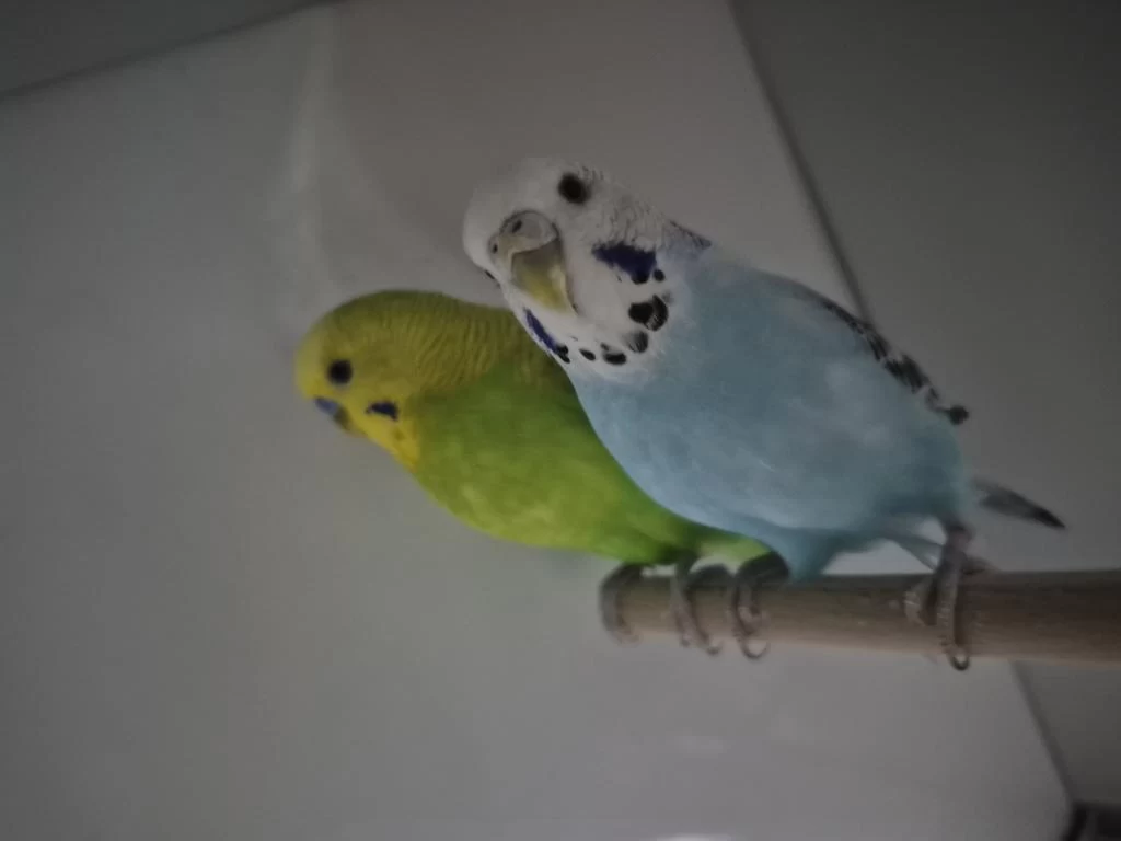 Harika Çift Muhabbet Kuşu