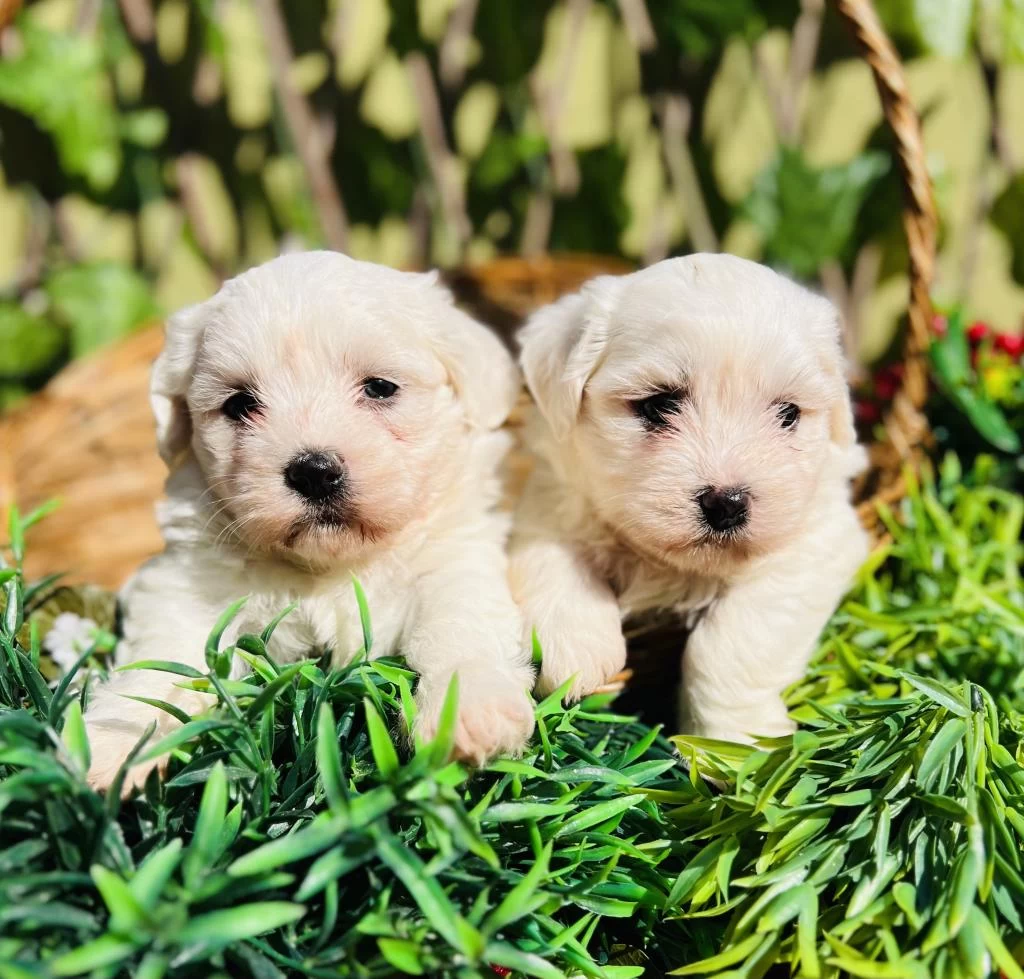Kar Beyaz Maltese Terrier Yavrular