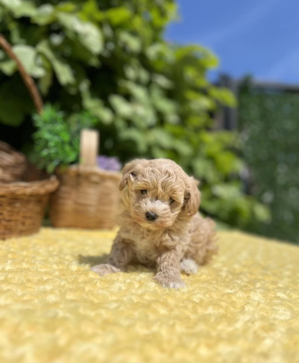 Sevimli Dost Canlısı Maltipoo Bebekler