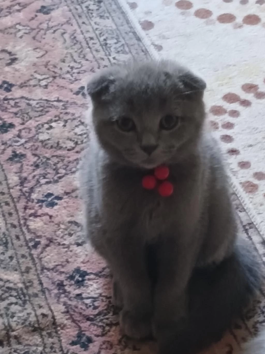 Scottish Fold Erkek Yavru