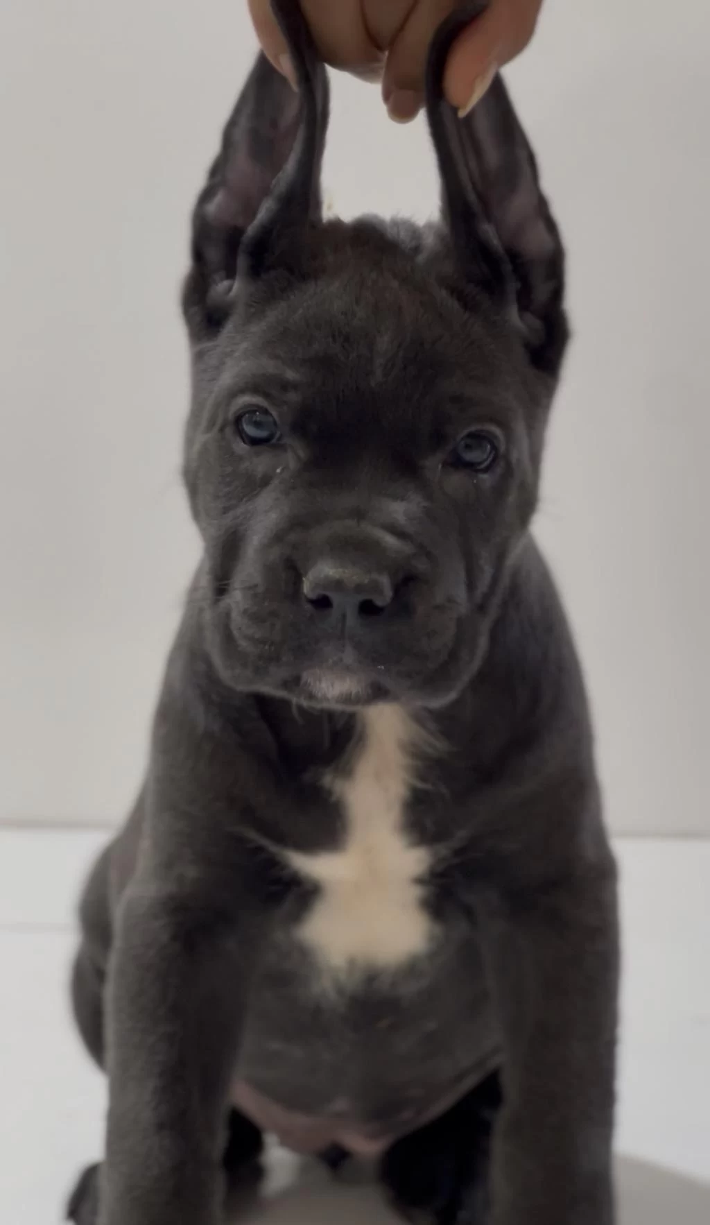 Harika Anatomi Cane Corso Yavrular