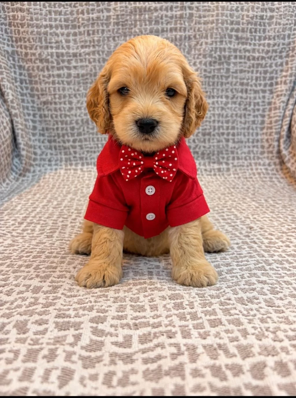 Maltipoo Yavruları İrk Sağlık Garantili