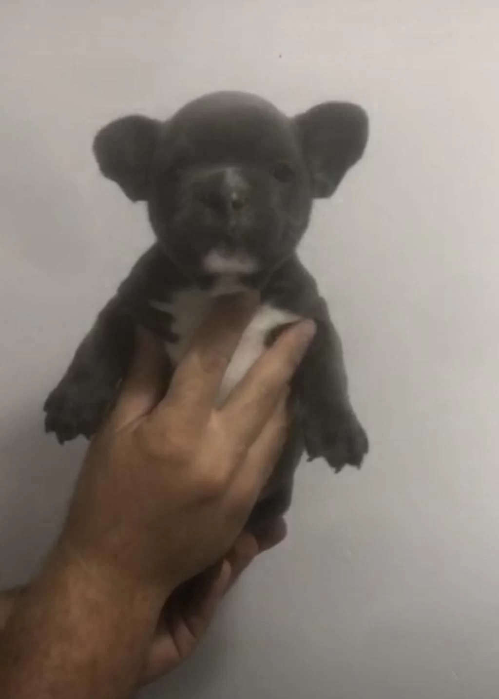 French Bulldog Yavruları Sağlık Garantili