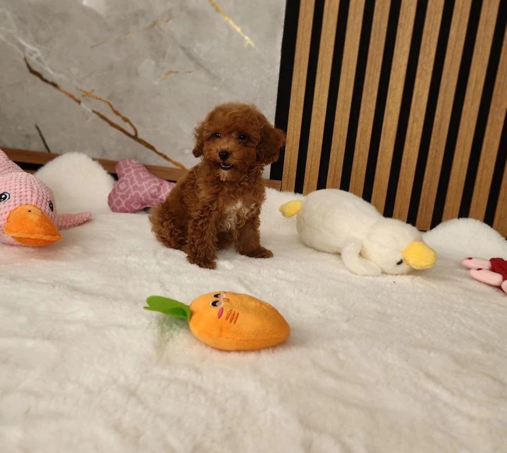 Maltipoo Yavrular Sosyal Ve Seviml