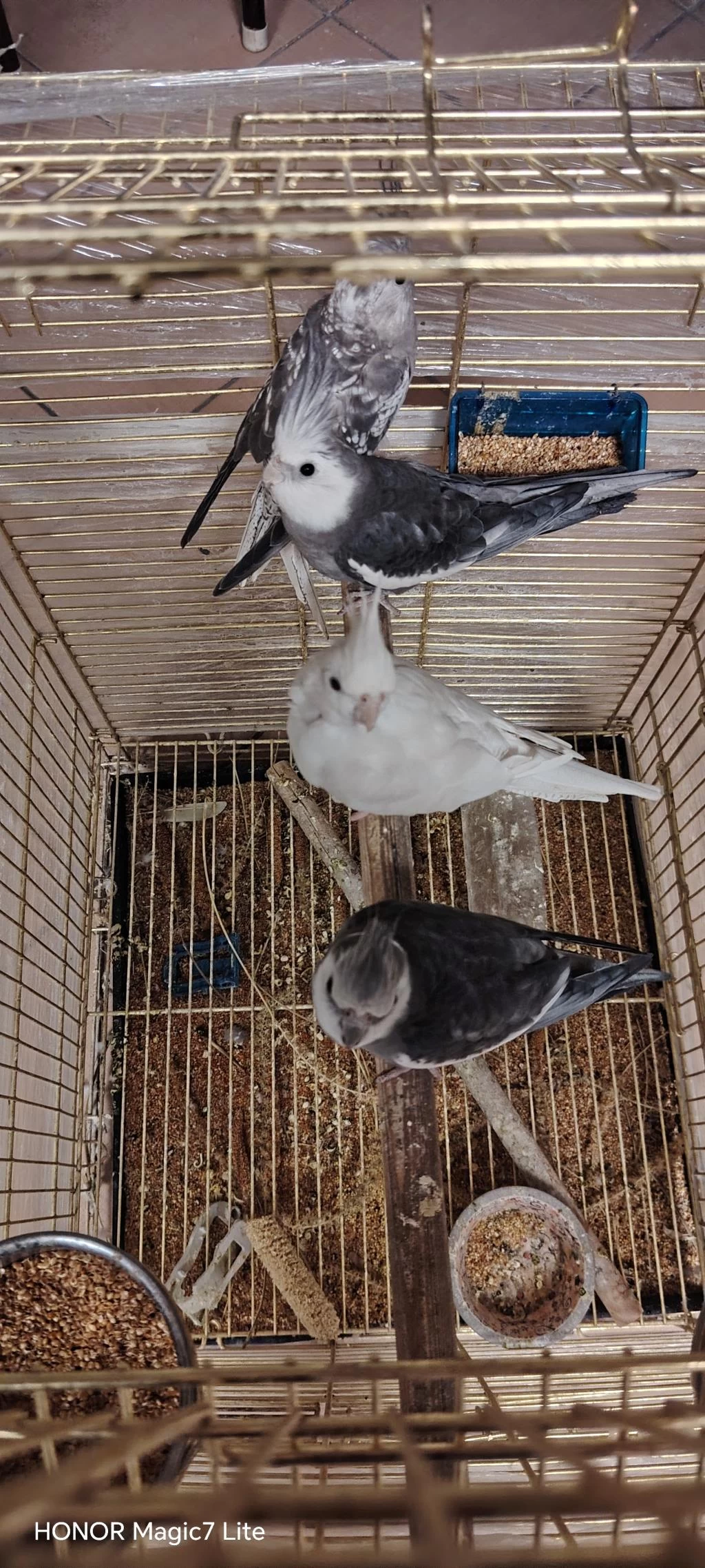 Dişi Erkek Mevcut Sultan Papağanı