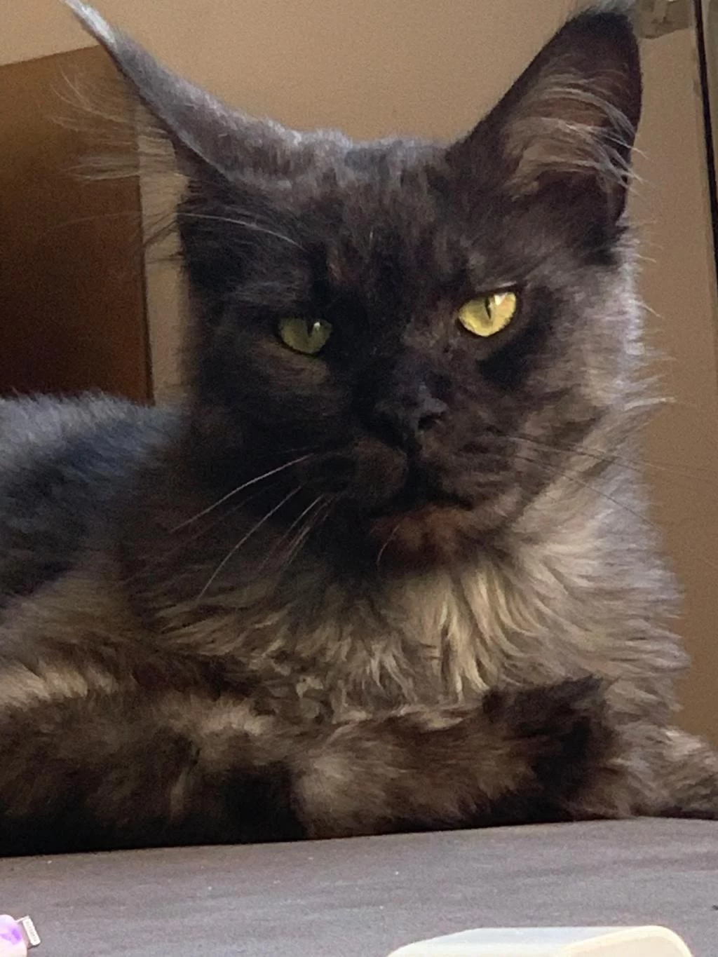 Maine Coon Sahiplendirilecektir