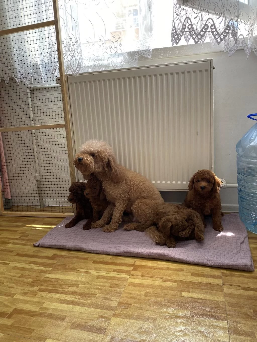 En Güzel Toy Poodle Yavrulari Wc Wc Eğitimli Ankara