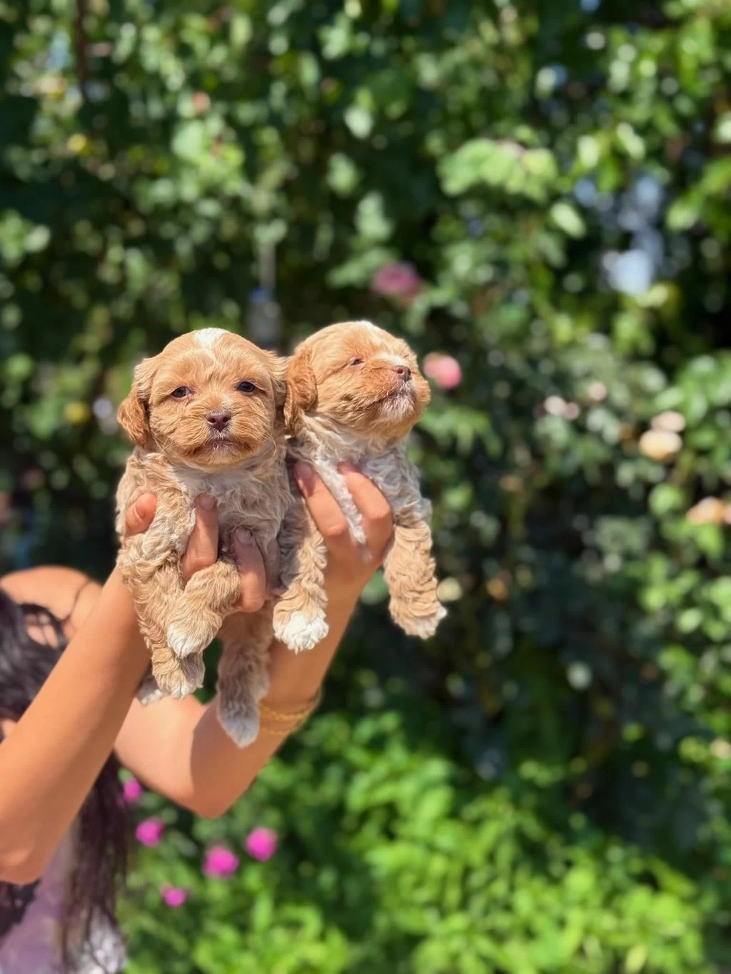 Üst Kalite Maltipoo Bebeklerimiz Sağlik Garantili