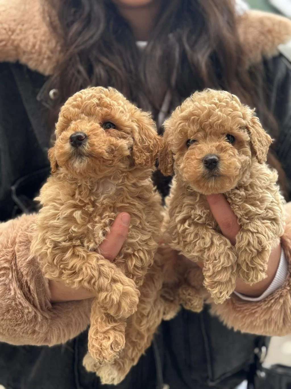 Kivircik Kivircik Maltipoo Yavrularimiz
