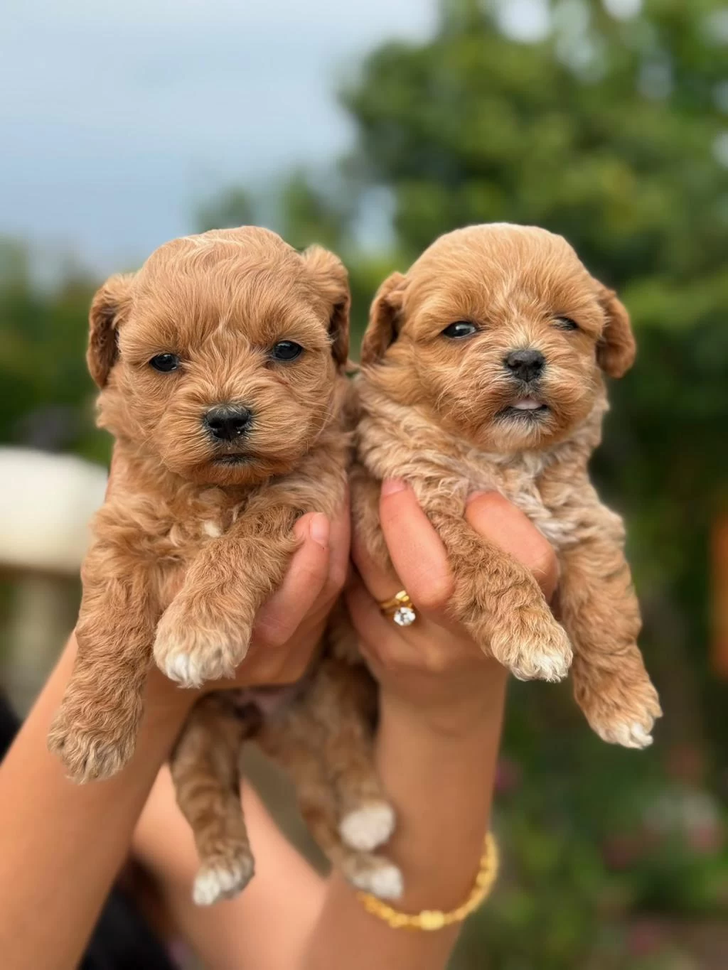Korea Teacup Maltipoo Bebekleirmiz