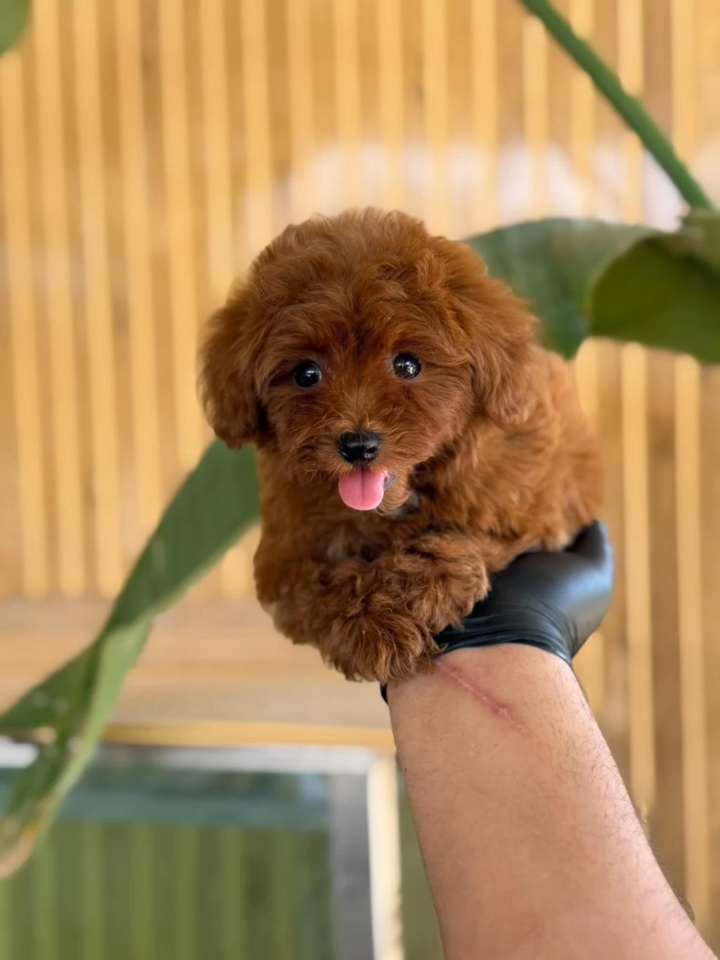 Maltipoo Bebekler Referans Yavru