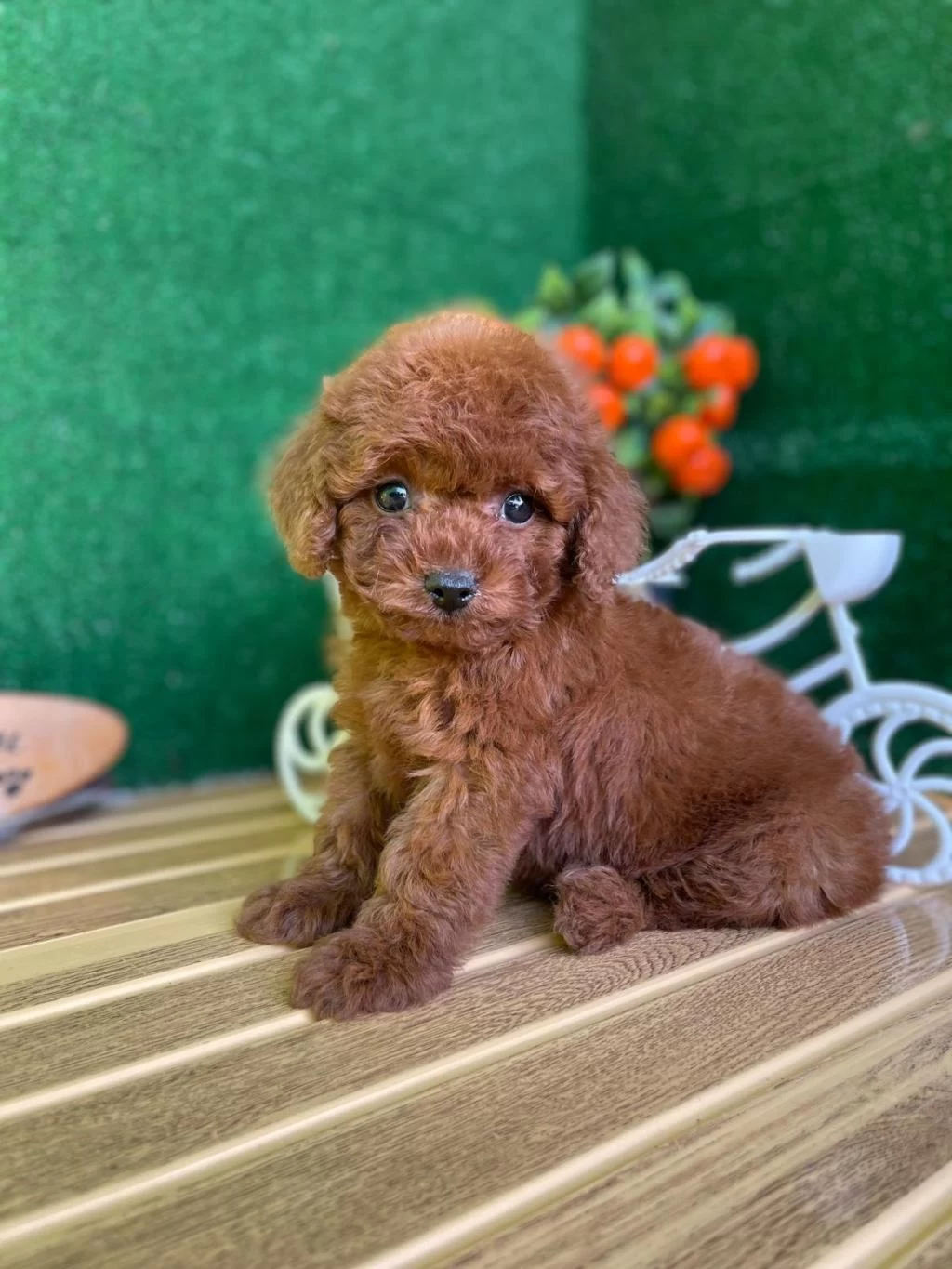 Toy Poodle Bebekler Referans Yavru