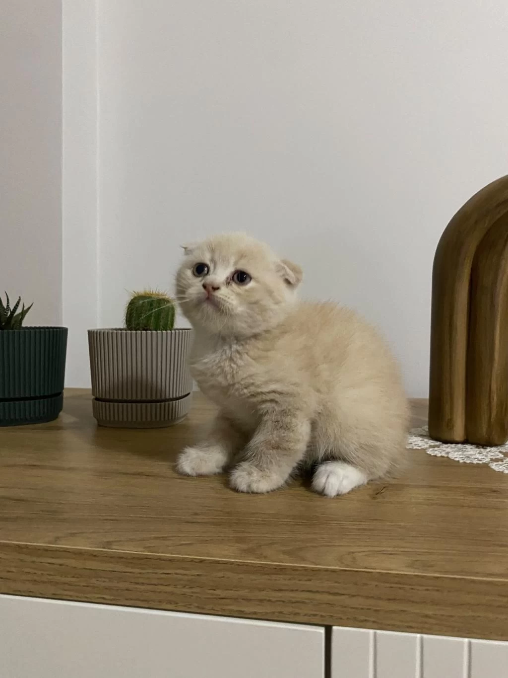 Ayı Surat Scottish Fold Red Yavrumuz