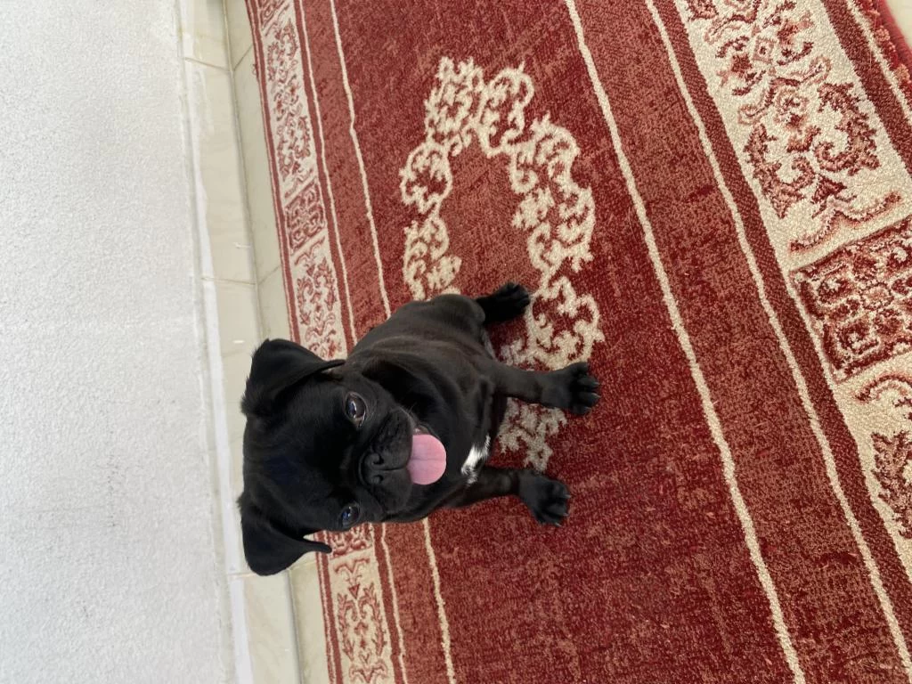 3 Aylık Safkan Pug Yavru Sevecen Ve Sağlıklı